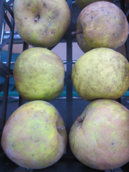 Tafelapfel Graue Renette 1